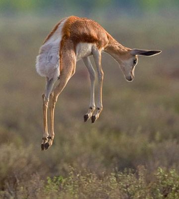 A young springbok, mid-pronk.