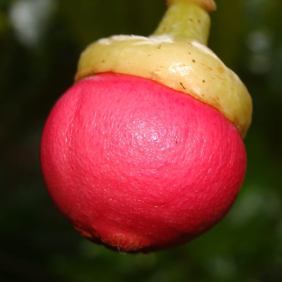 The bright pink engkala with its signature green cap.