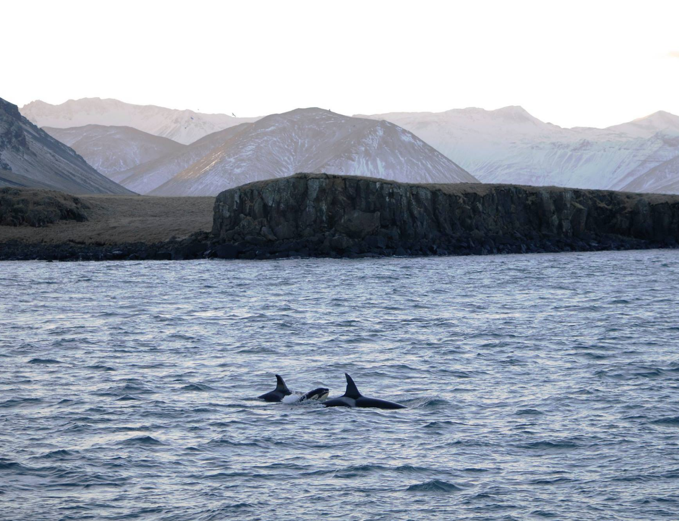 Vendetta/Mousa and Attack/Summer swimming off the coast of West Iceland, with baby Tide between them.