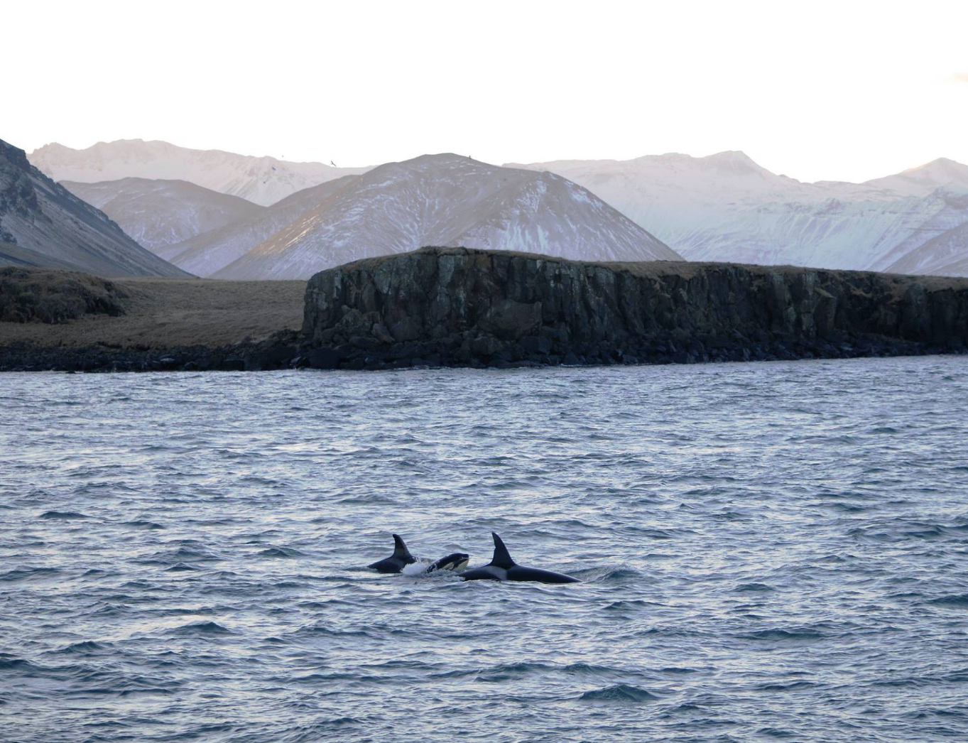 Photos: Mass Pilot Whale Death in Snæfellsnes, West Iceland