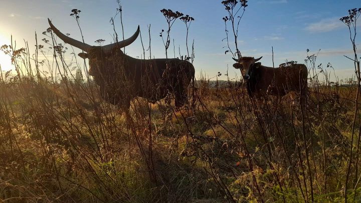 aurochs wild bull