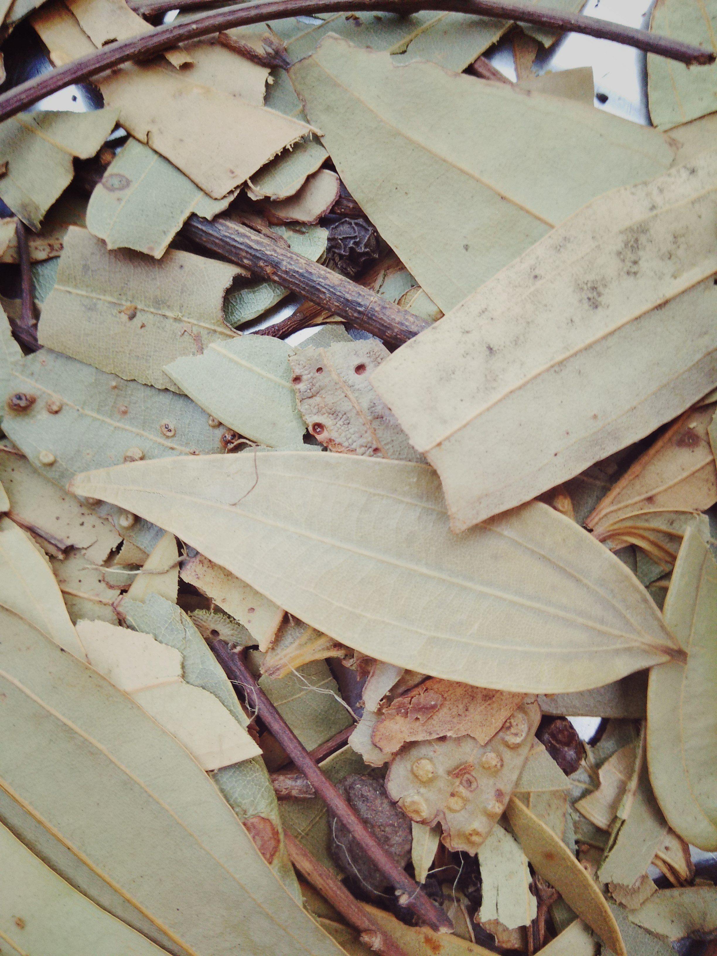 Indian bay leaves have three parallel veins.