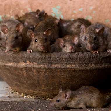 马塔寺庙的老鼠