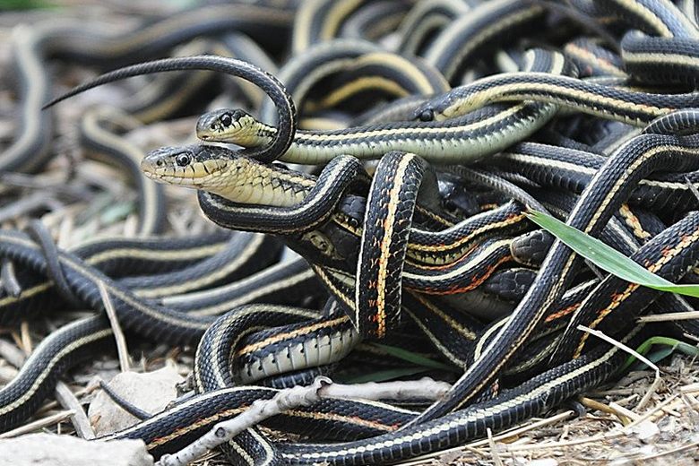 This Week in Google News Alerts: 'Snakes Found' - Atlas Obscura