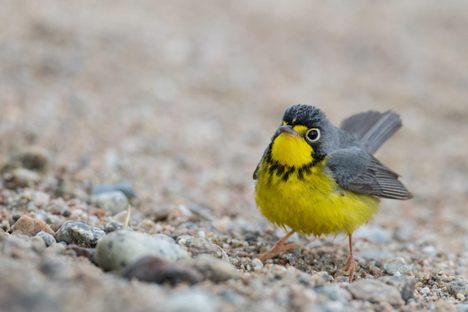 A Canada warbler. Davies and his group saw about 14,000 of these, roughly 2 percent of their overall tally.