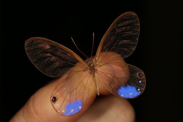 Several adaptations make the wings of some butterflies, such as this Cithaerias esmeralda, clear. 