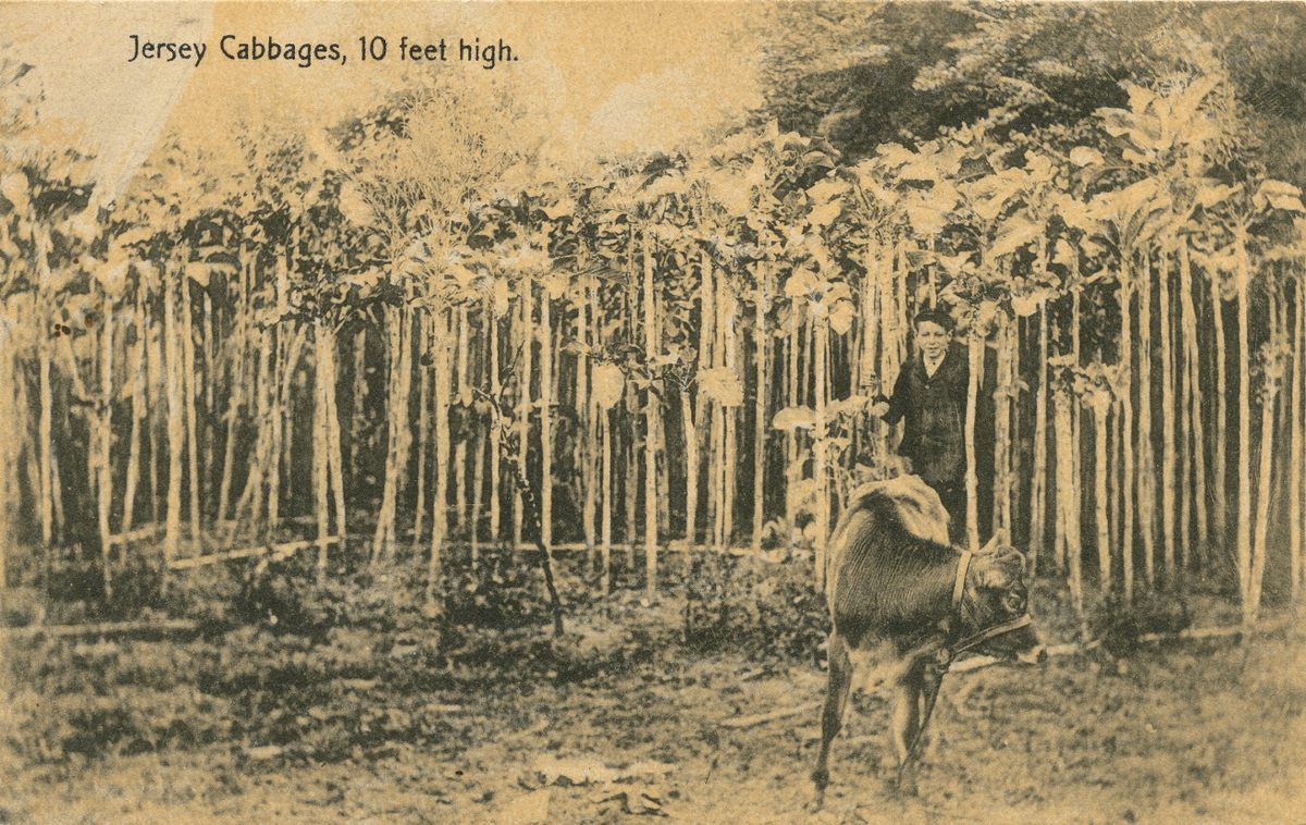 An old postcard showing a grove.