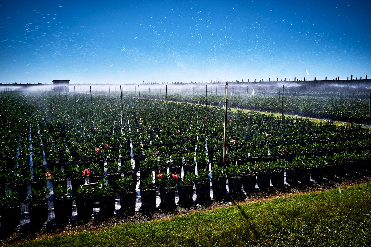 The Most Passion(ate) of Fruits - Florida Agriculture in the Classroom