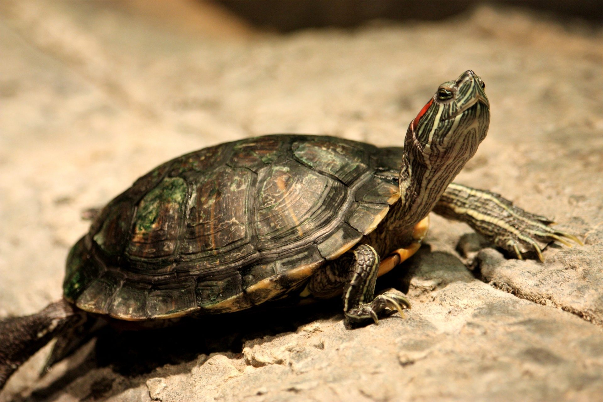 Full Grown Red Eared Slider Turtle