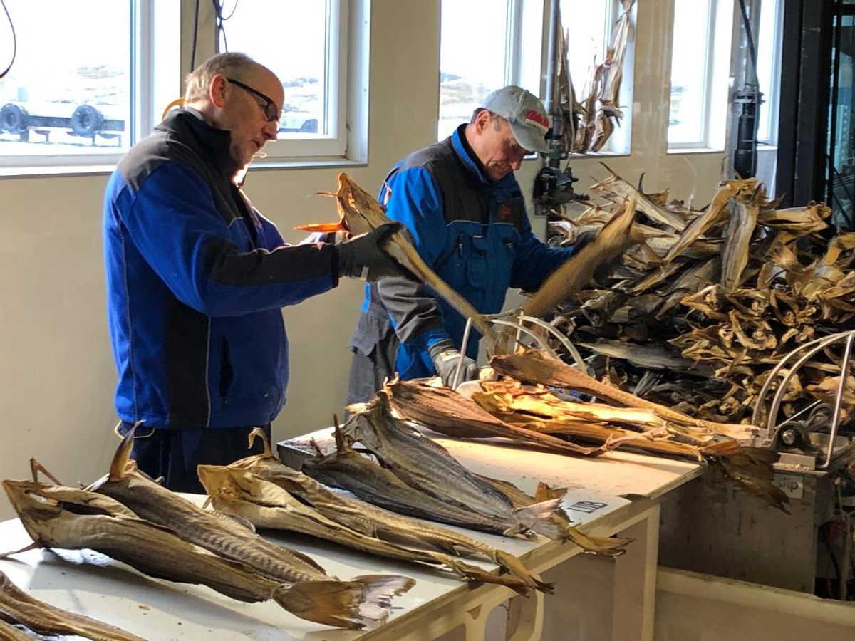 Many dried fish called stockfish for sale at european market Stock