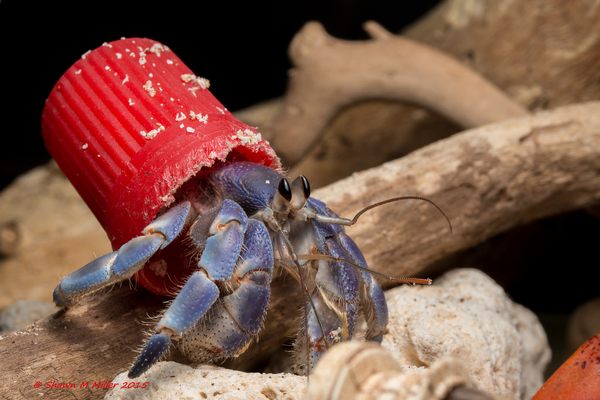Incredible Photos of the Hermit Crabs Who Live In Trash - Atlas Obscura