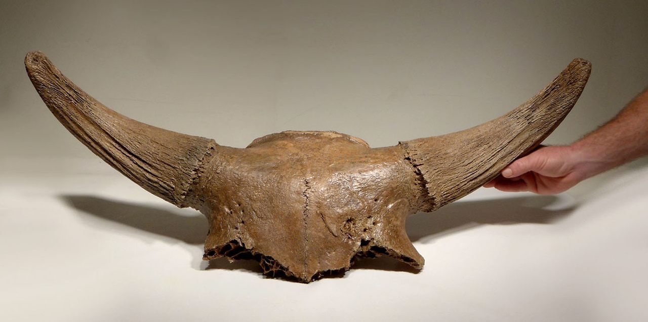 This Pleistocene skull is up for auction.