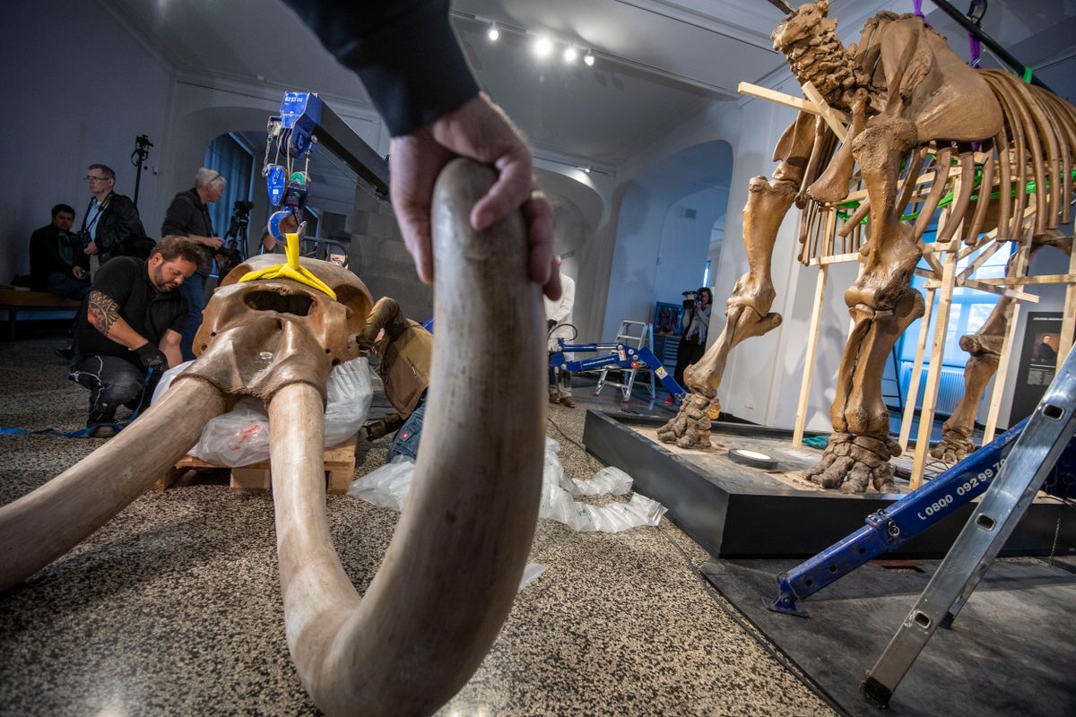 It will take several weeks to clean and restore the skeleton.