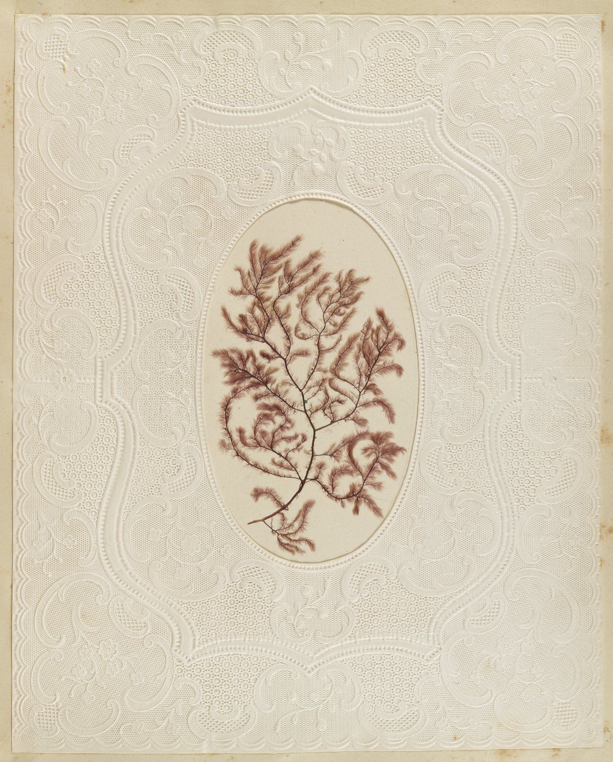 victorian seaweed scrapbook