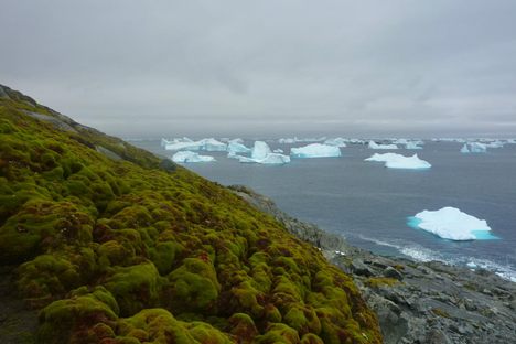 A moss bank on Antarctica's appropriately named Green Island.