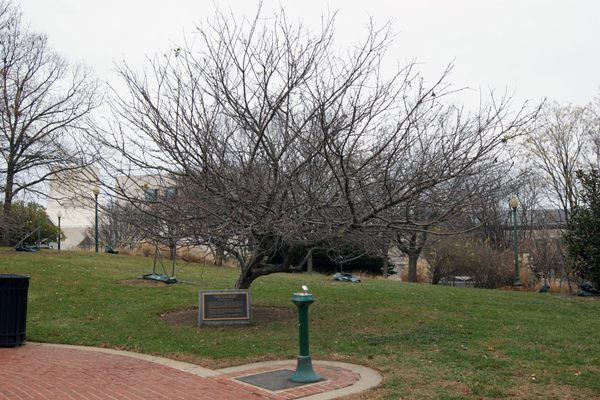 A clone of the clone of the Newton apple tree, present day.