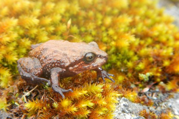 Pristimantis attenboroughi