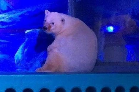 285,000 People Urge a Chinese Park to Free the 'World's Saddest Polar Bear'
