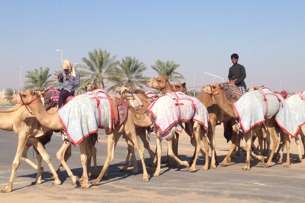 Camels.