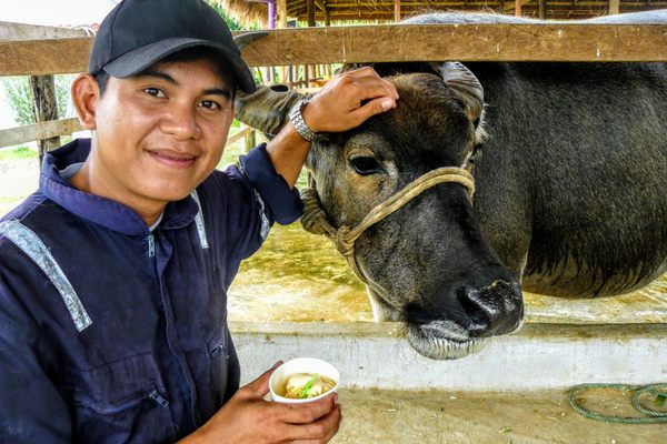 Chit Sisanom stands with Lola the buffalo and a cup of ice cream at Laos Buffalo Dairy.