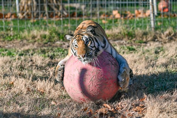 A tiger named Kiara plays with her scratch ball during enrichment time.