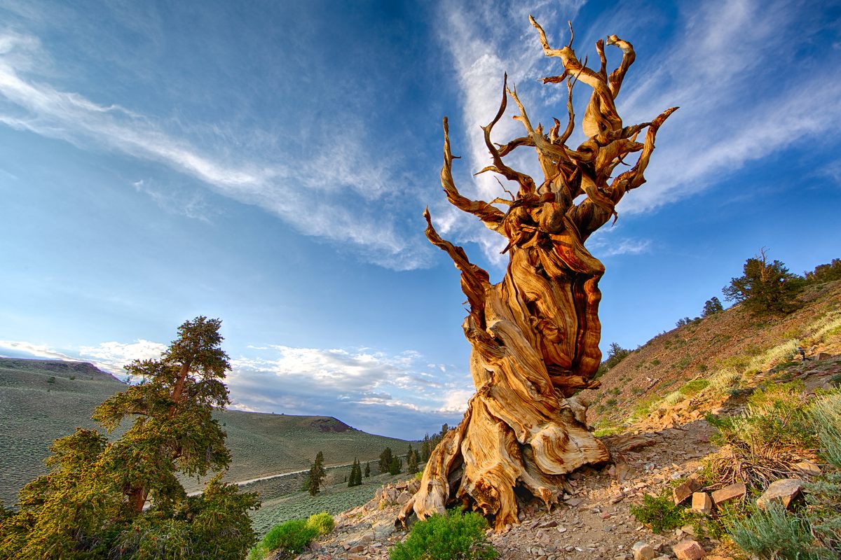 Methuselah, the same species as this bristlecone pine, is generally considered the world's oldest tree—but that may change soon.
