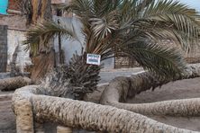 Seven headed palm tree at Cachiche town, Ica, Peru — Translation on poster: “dates”