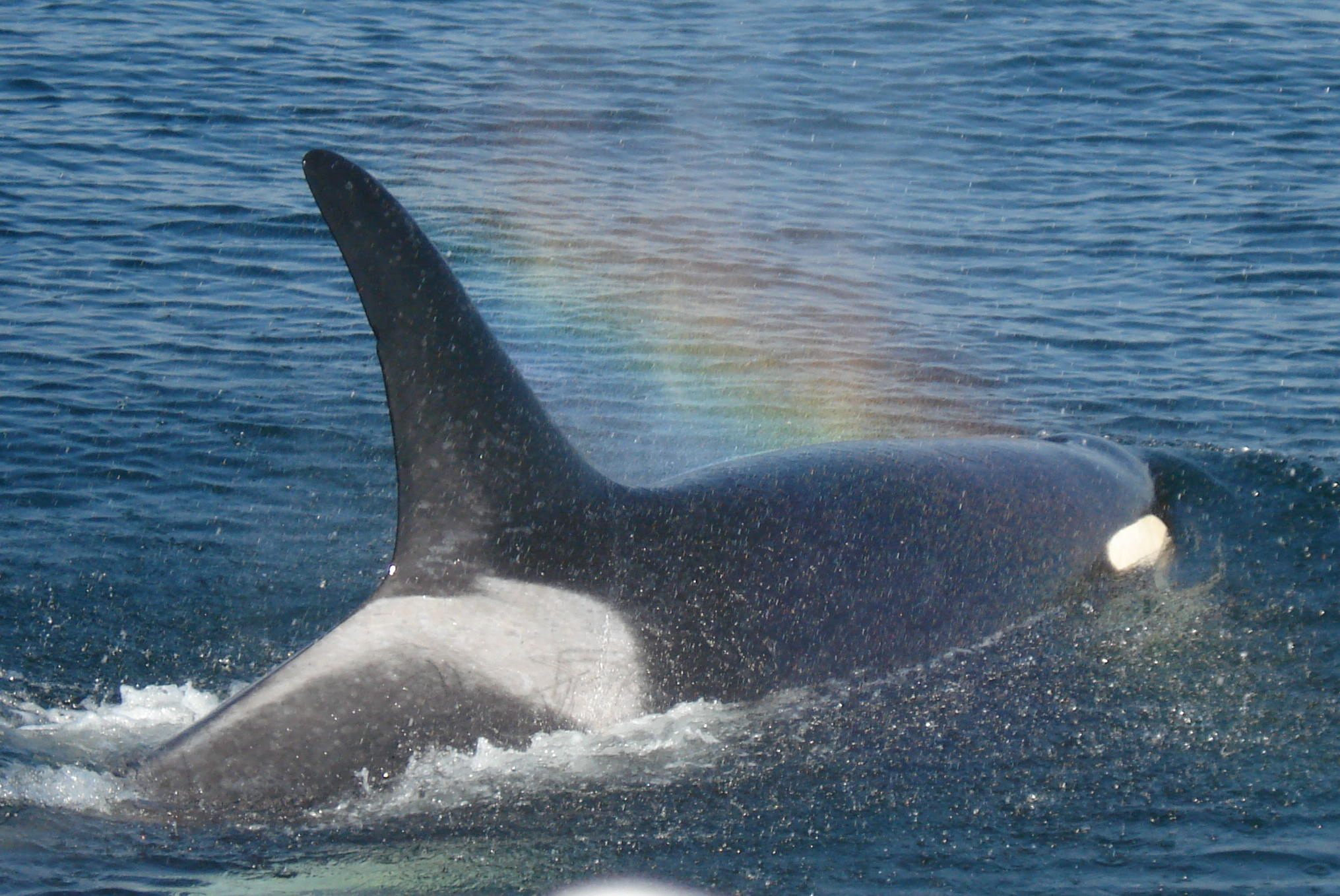 Follow along with this orca by hydrophone.