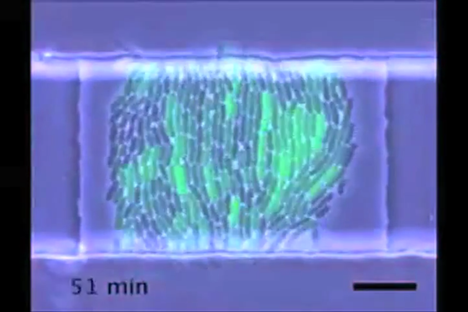 Watch Bacteria Jiggle, Pulse, and Shine to a Party Rock Anthem