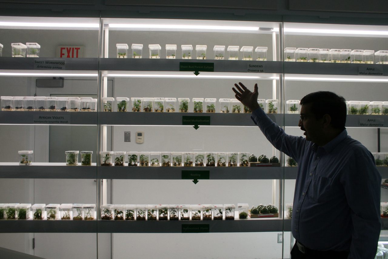 Mukund Shukla, a research associate at the Gosling Research Institute for Plant Preservation, shows off a wall of micropropagated seedlings.