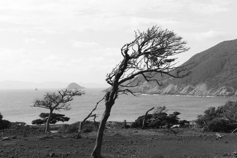 Tilted trees on Nozaki Island, Japan. 