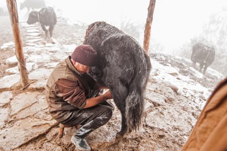 Sange Norbu milks a yak in Northeast India.