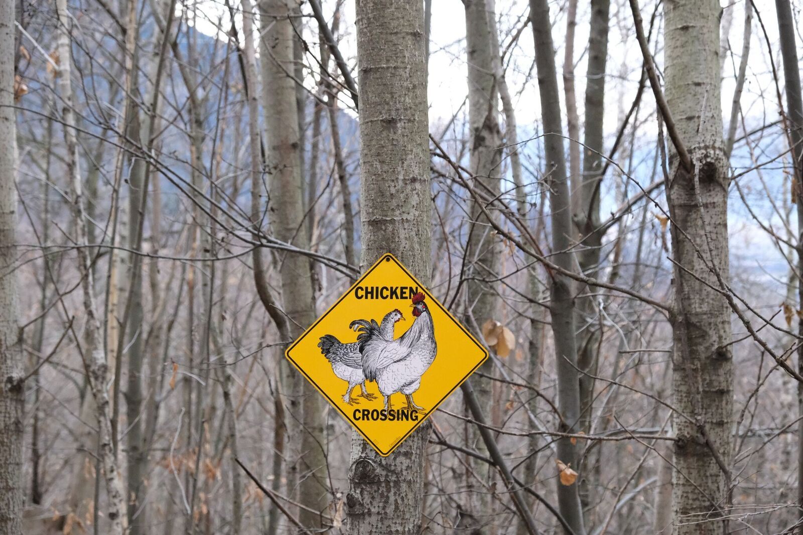 Why did the chicken cross the forest?