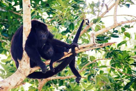 Howler monkeys at La Lancha, a lodge near Tikal.