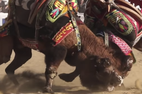The Colorful, Crocheted World of Turkish Camel Wrestling