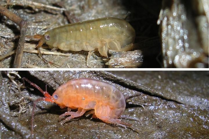 Uninfected amphipods, top, are brown and hide in grass, while infected amphipods turn orange and stay out in the open. 