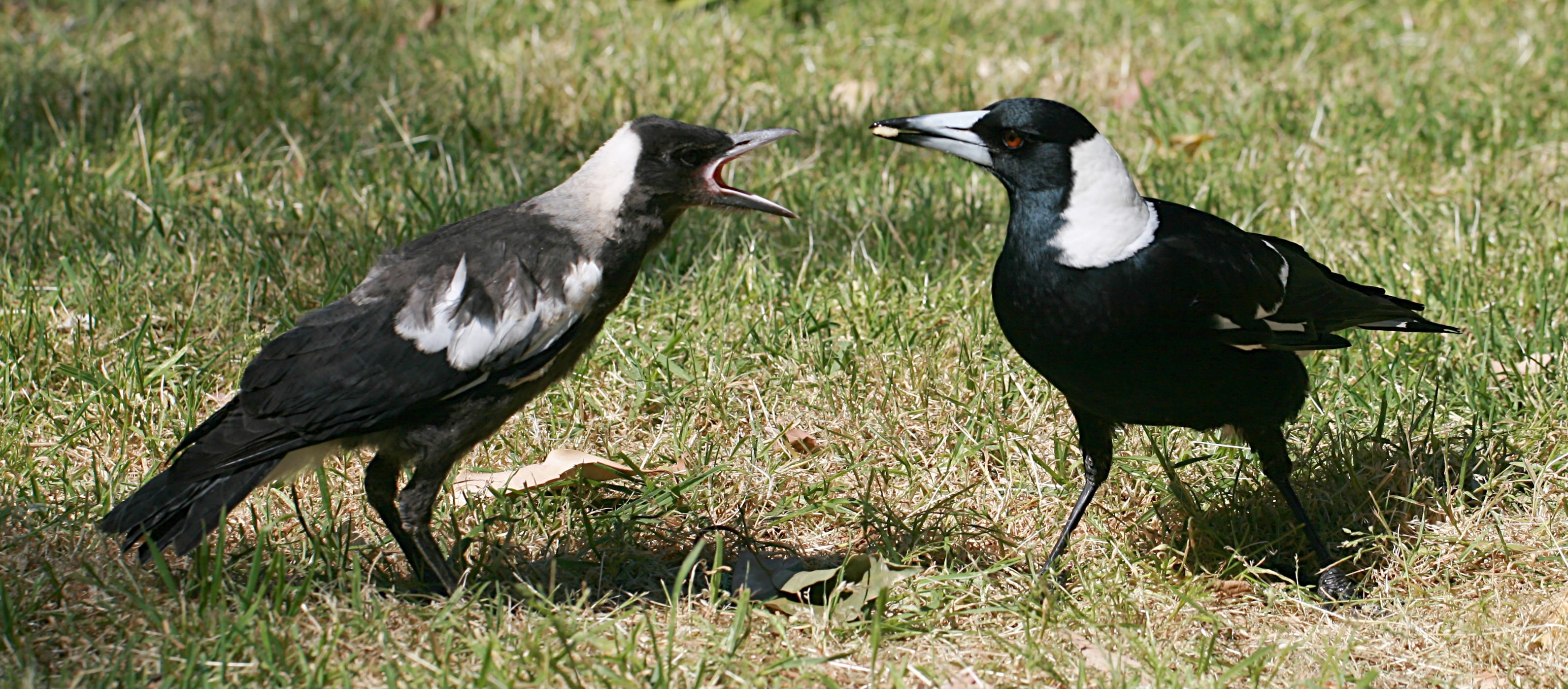 Two joyful Australian magpies share a treat.
