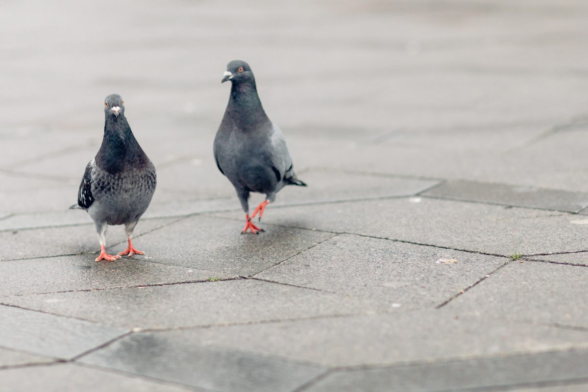 Pigeons generally mate for life.
