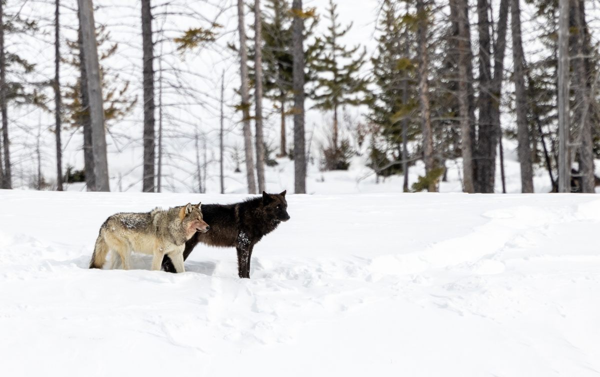 Taylor's work highlights the value and unique personalities of wolves.