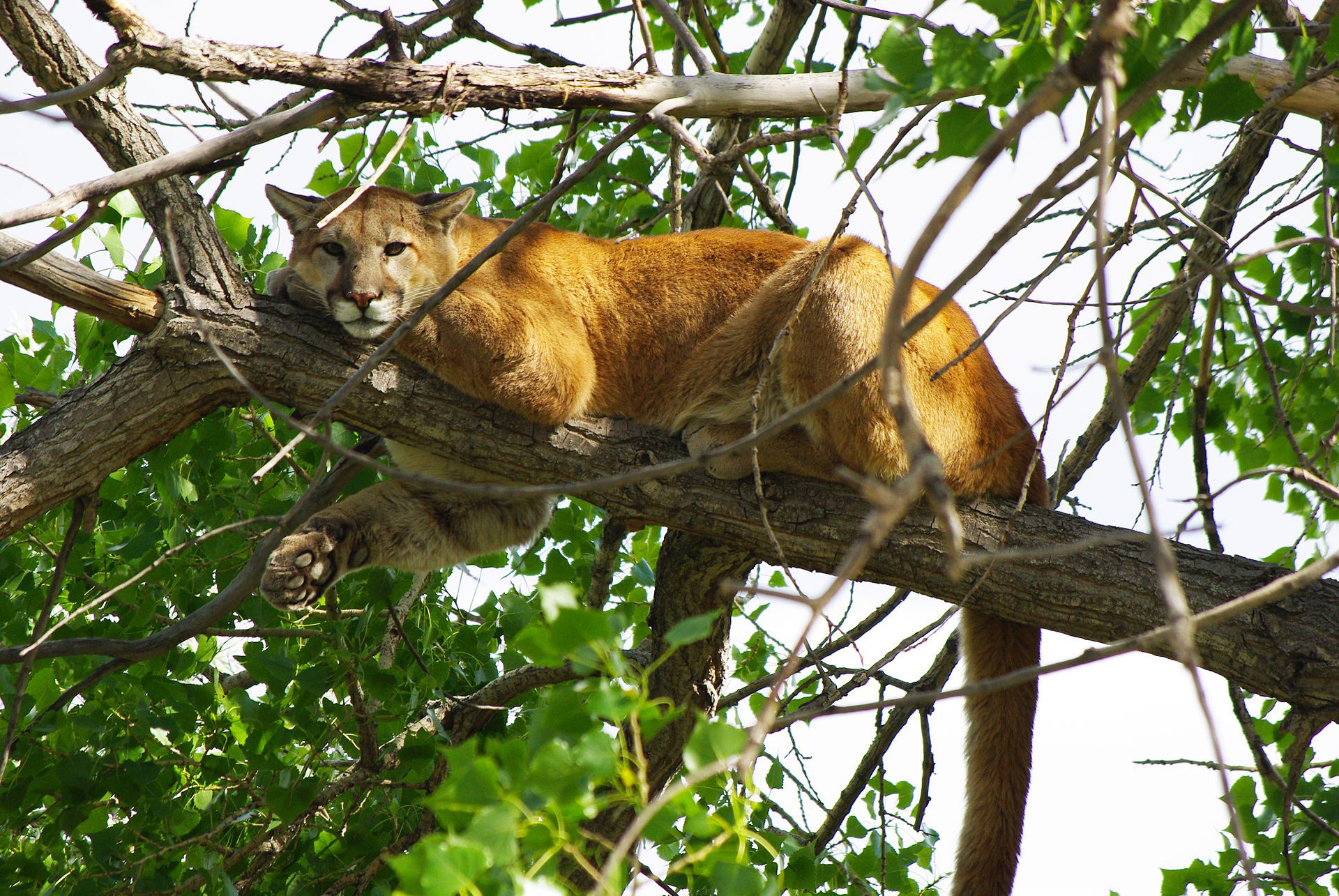 Endangered New Jersey: Is That a Mountain Lion I See Wandering New