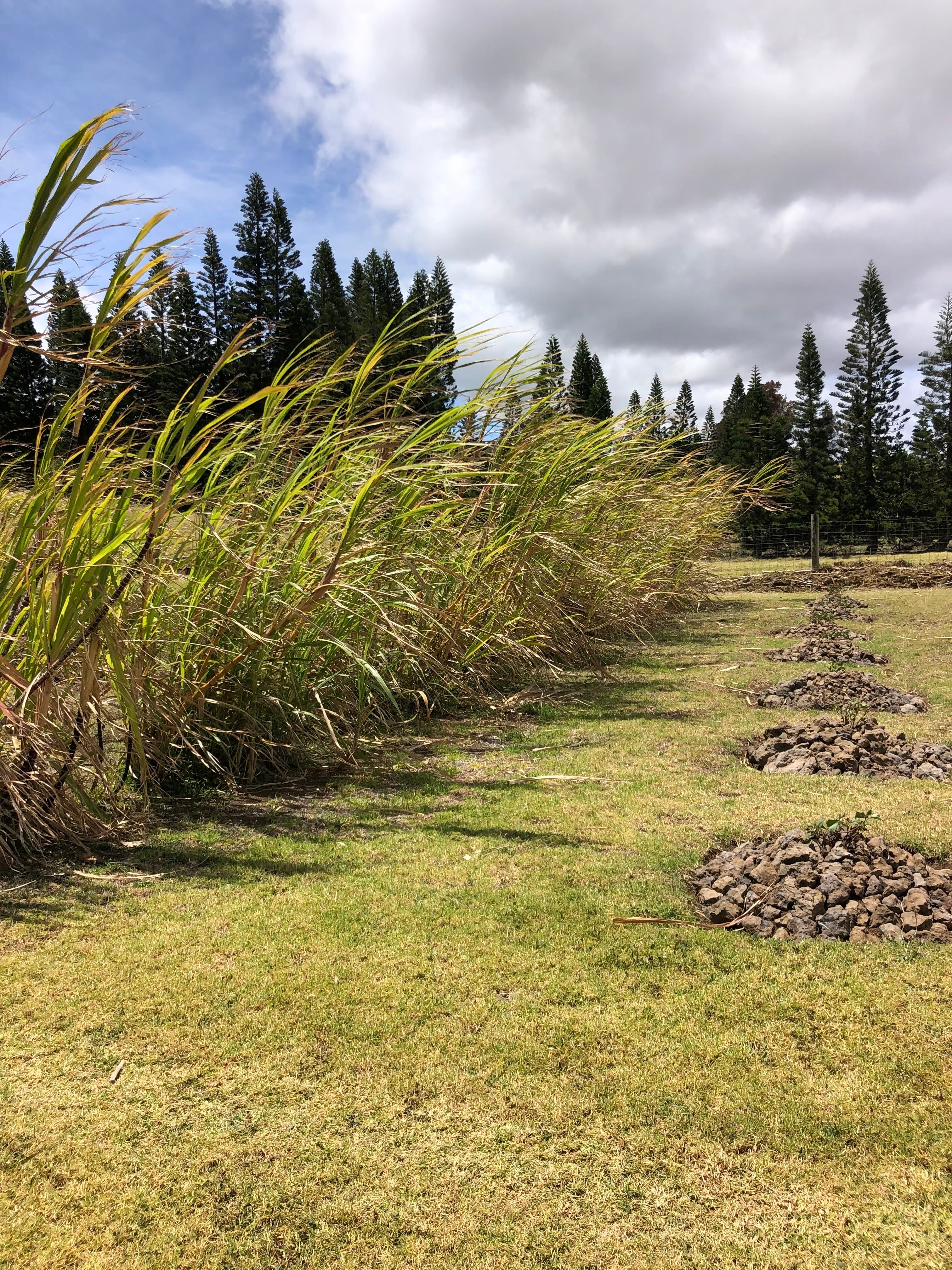 Wind-blown kō can capture rain and “water” ‘uala planted alongside it.