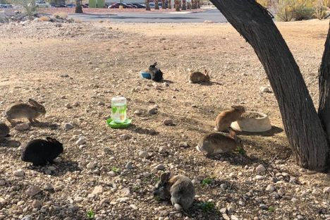 Bunnies at the dump site back in January. 