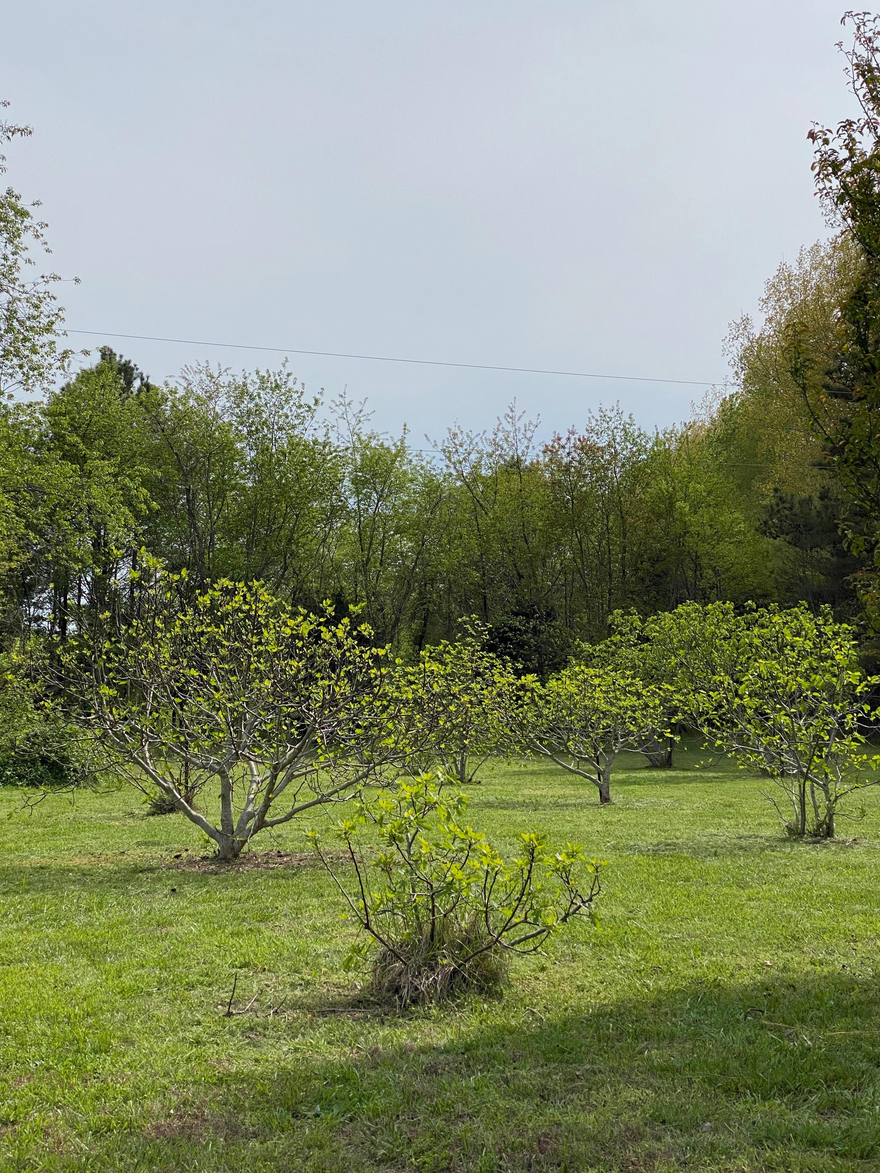 The Grover Cleveland fig tree in the foreground.