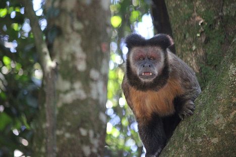 An ambiable tufted capuchin monkey at Parque Estadual Cantareira