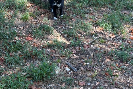 Ozzy on Patrol