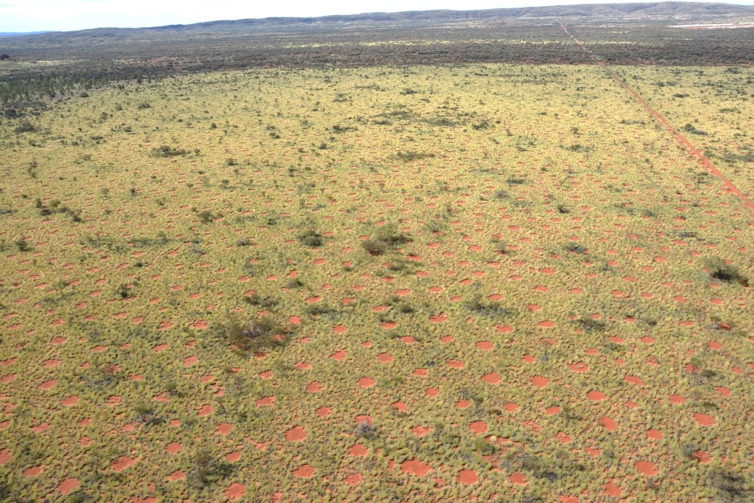 Scientists Have a New Idea About the Origins of Namibia's Fairy Circles -  Atlas Obscura