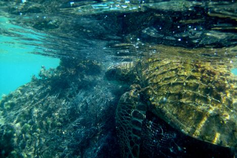 A green sea turtle, tangled in a ghost net in 2014. 