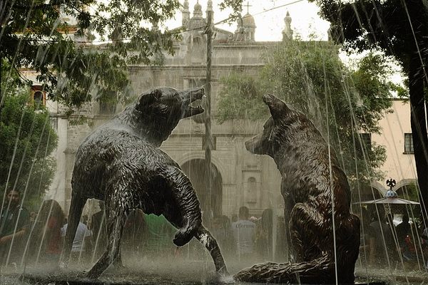 The coyote fountain of Coyoacán. 