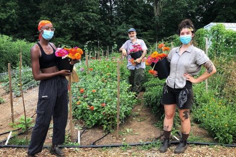 Zainab Muhammad, Grimaldi Baez, and Tania María Ríos Marrero harvest zinnias for Truelove Seeds.