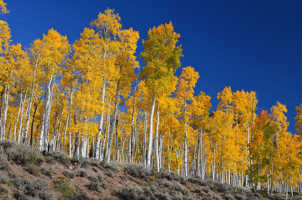 Pando, the Trembling Giant
